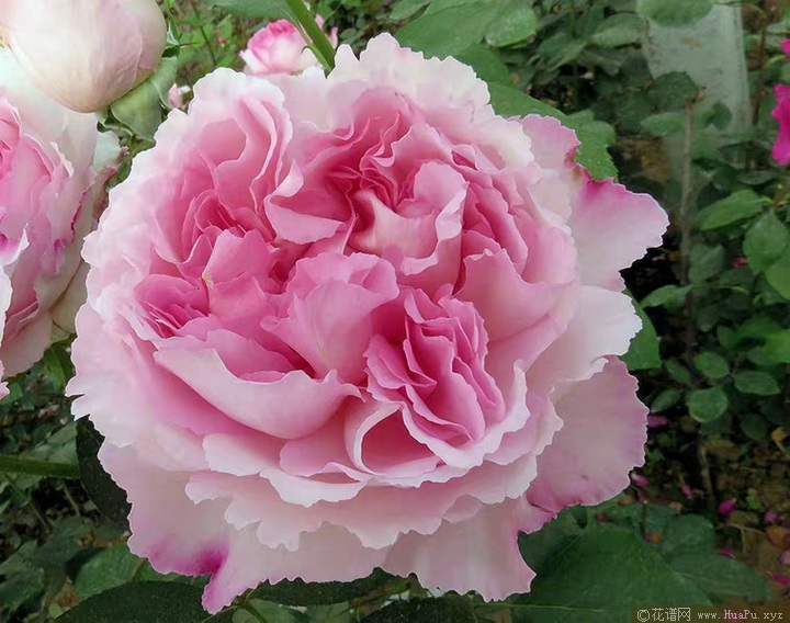 伊芙二号