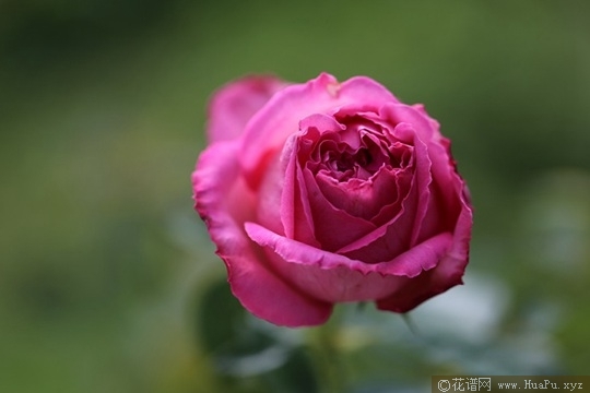 伊芙仙王座
