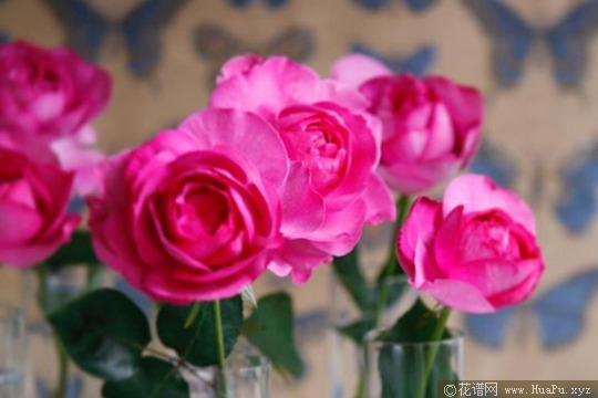伊芙伯爵