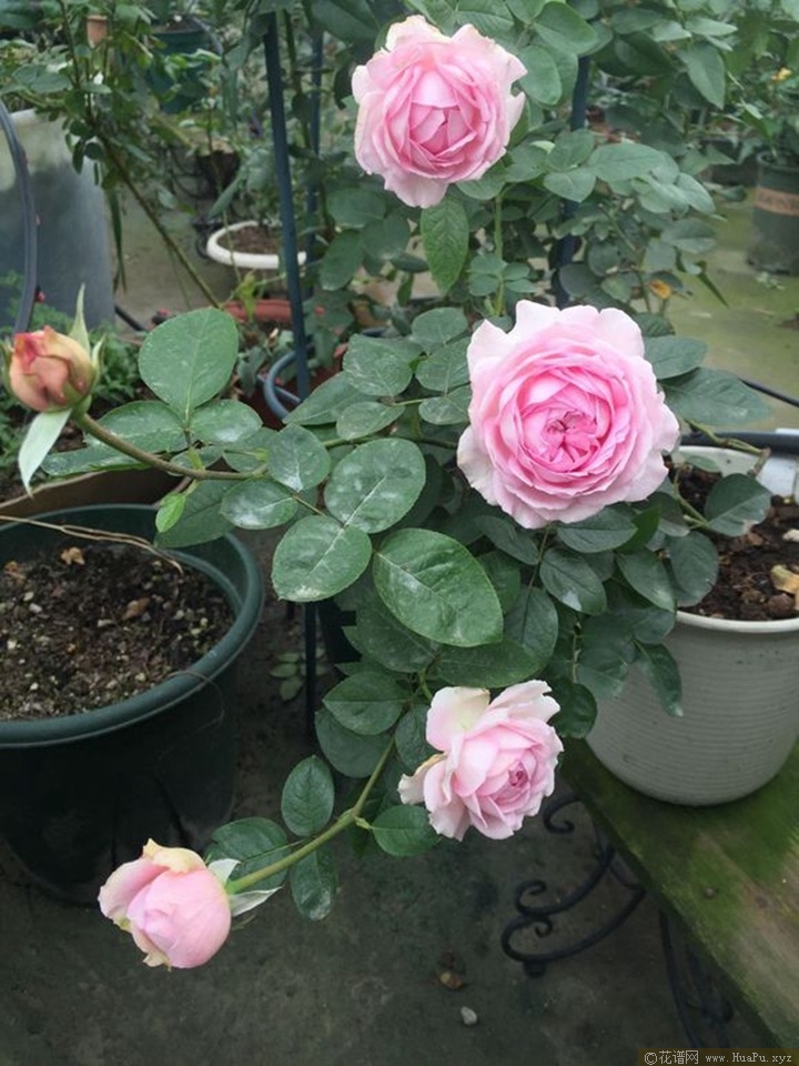 伊芙四号
