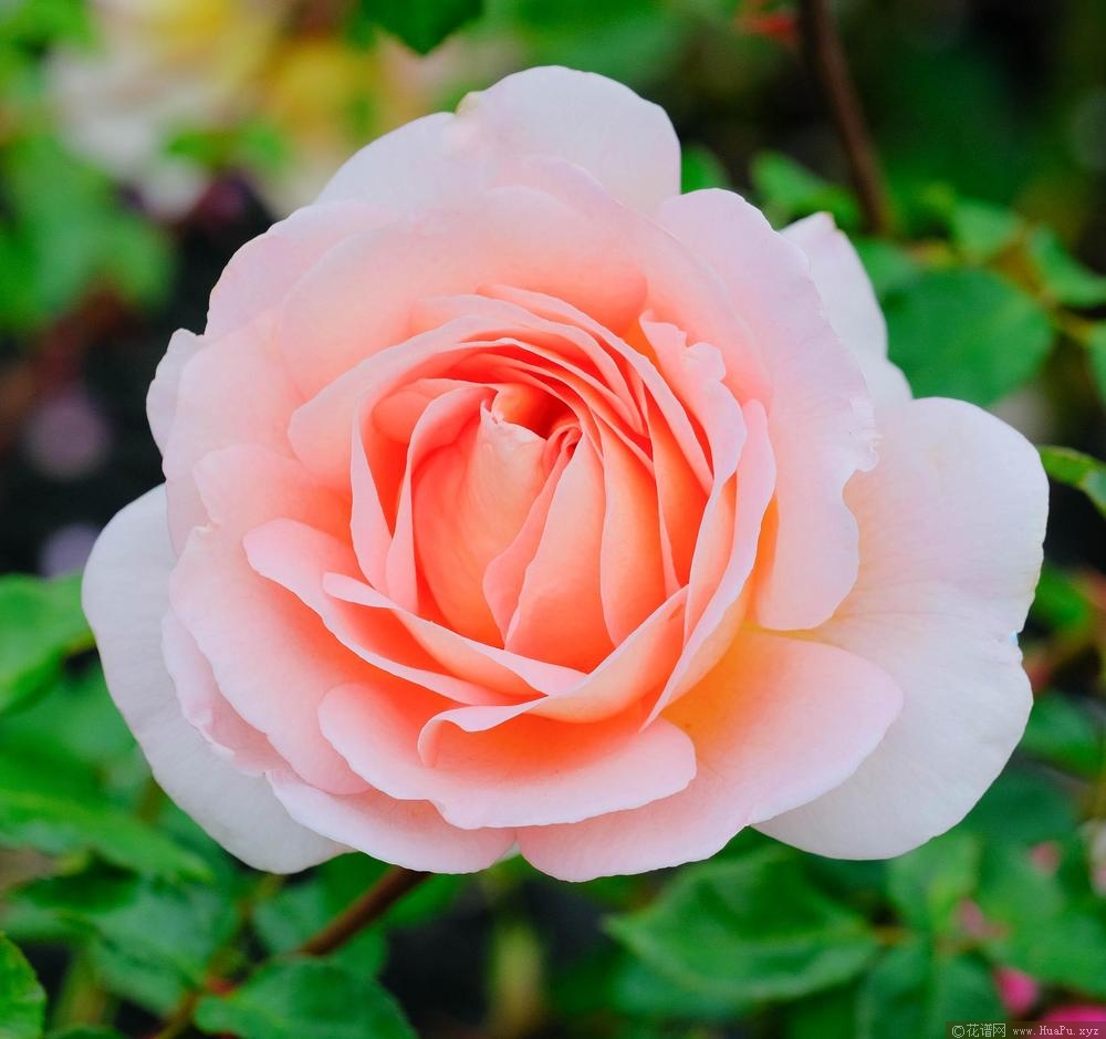 伊芙琳