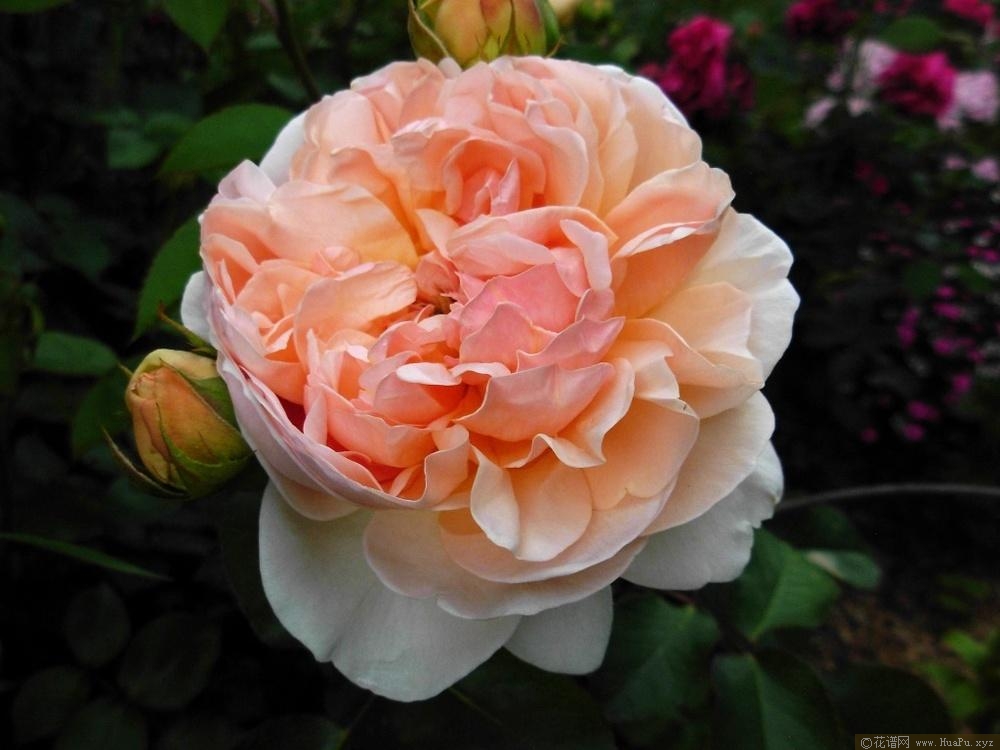 伊芙琳