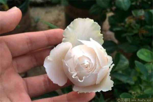 伊芙白雪公主