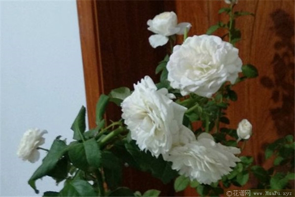 伊芙白雪公主