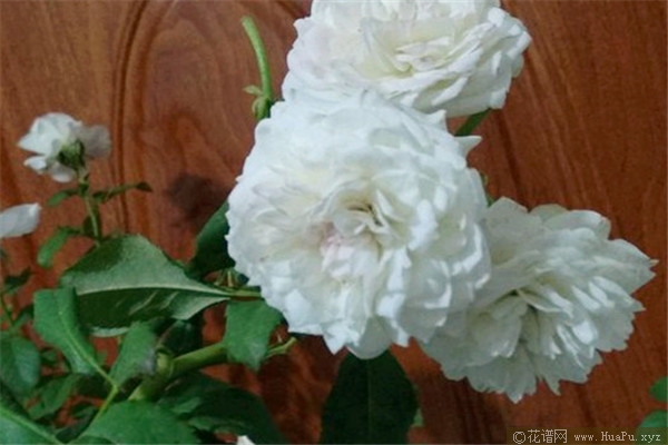 伊芙白雪公主