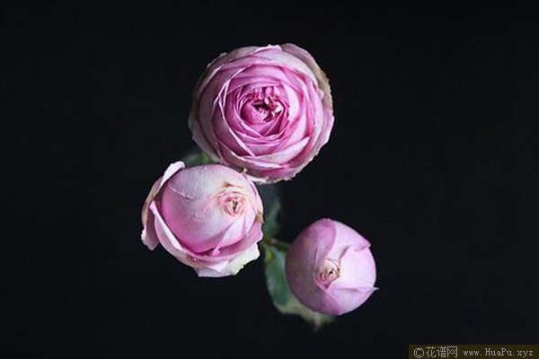 伊芙米欧拉