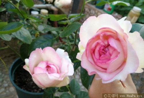 伊芙紫苑