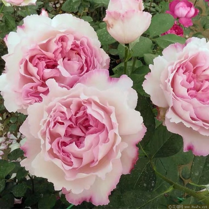 伊芙芳香催眠