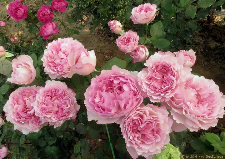 伊芙芳香催眠