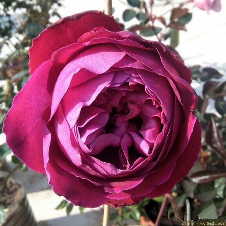 伊芙芳香花园