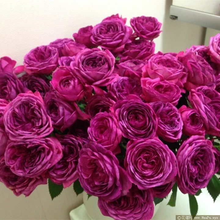伊芙芳香花园