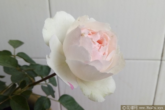 伊芙钱特玛丽
