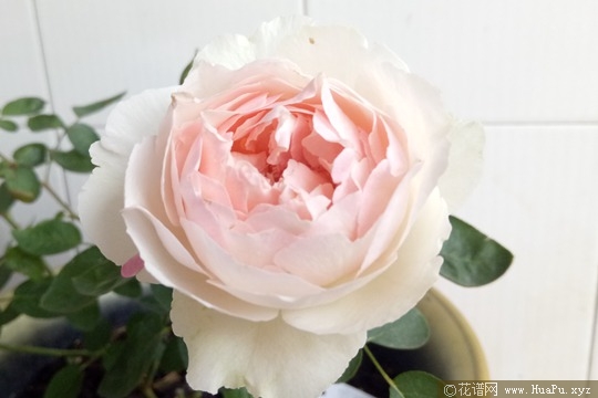 伊芙钱特玛丽