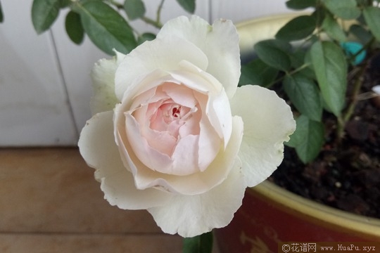 伊芙钱特玛丽