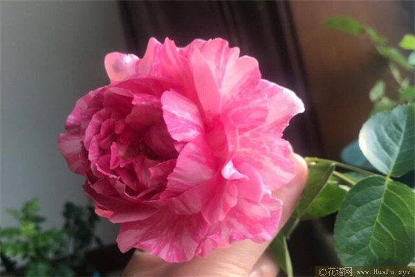 伊芙飞溅