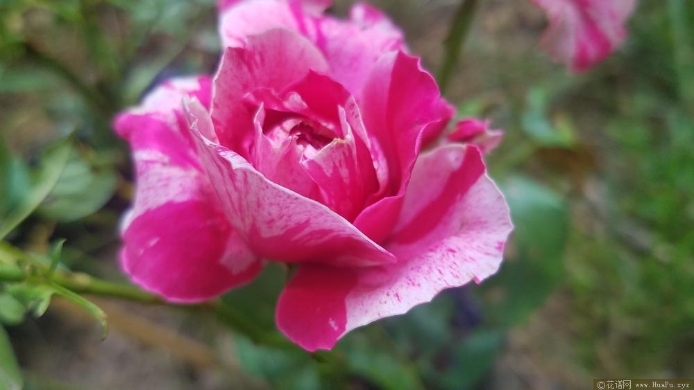 伊蕾·莎斯特 Ines Sastre