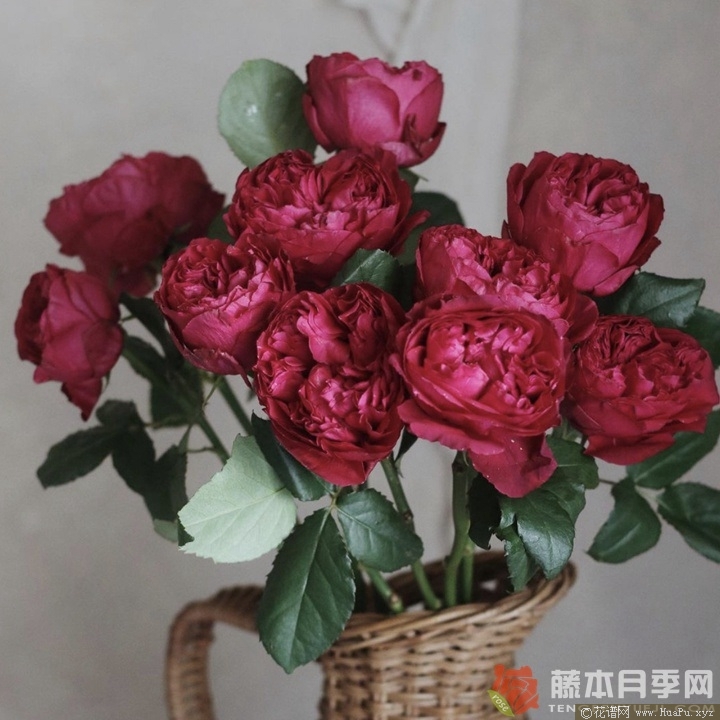 优雅树莓