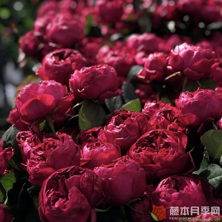 优雅树莓