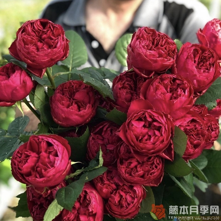 优雅树莓
