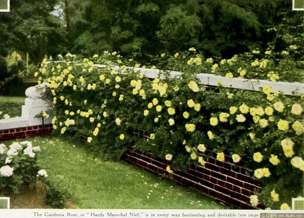 倪栀 Gardenia