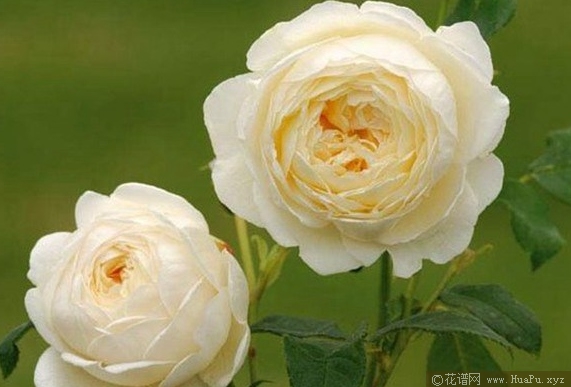 克莱尔奥斯汀