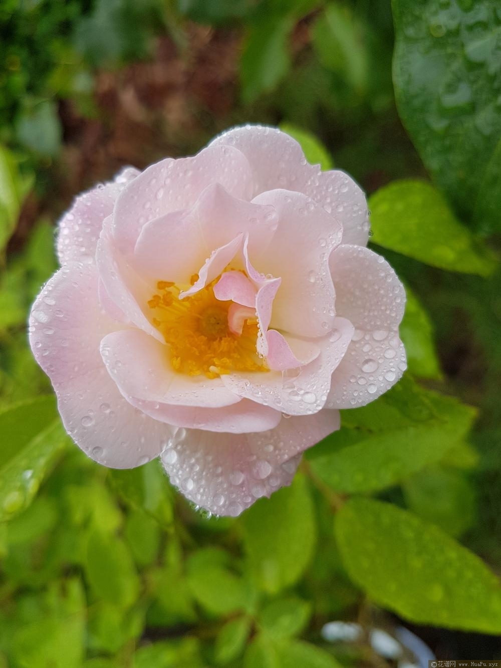 兰花的微笑Sourire d'Orchidee