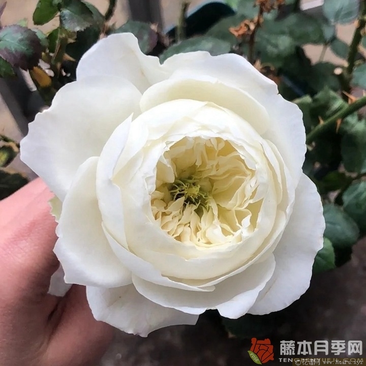 冰雪世界