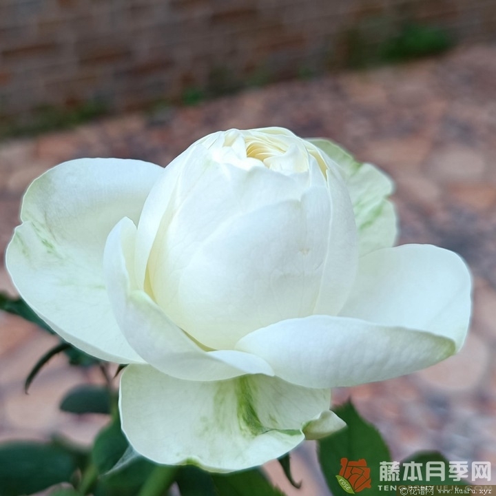 冰雪世界