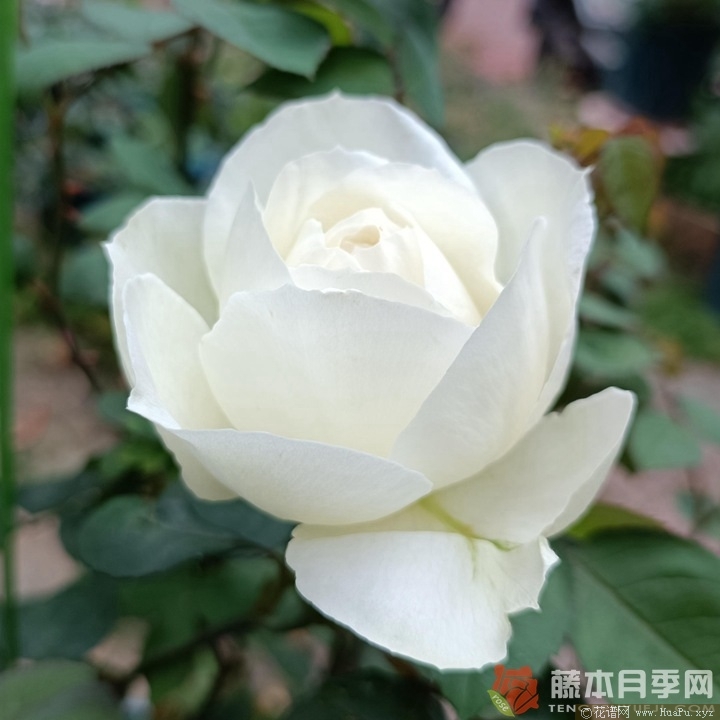 冰雪世界