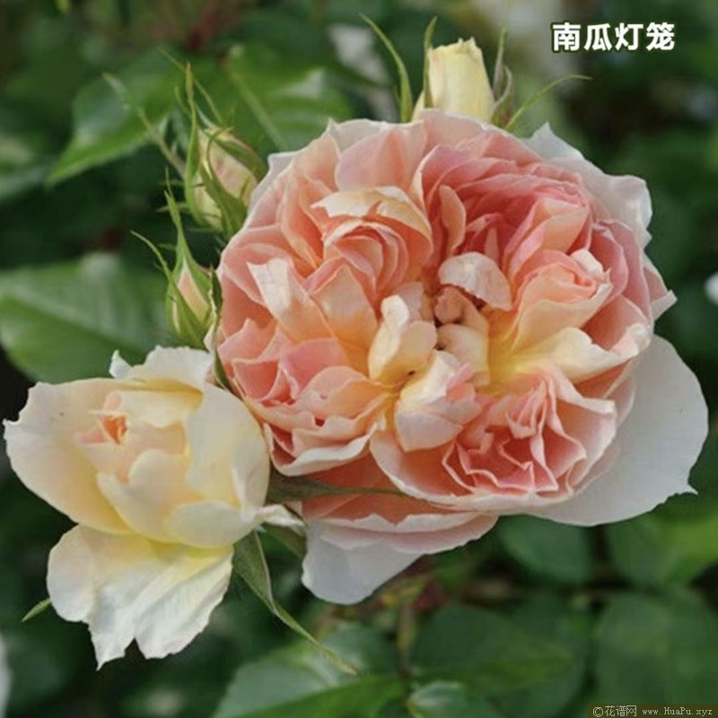 南瓜灯笼