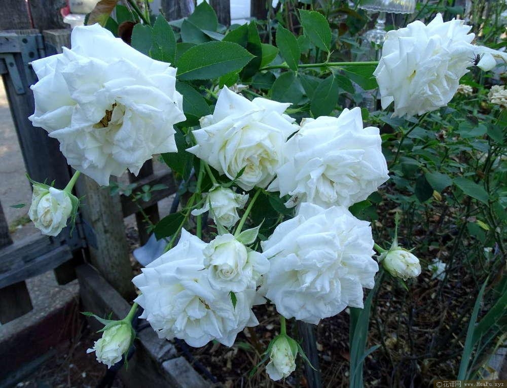 卡琳·布里克森