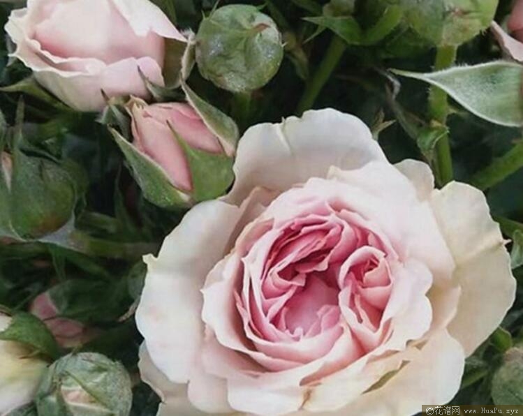 处女座