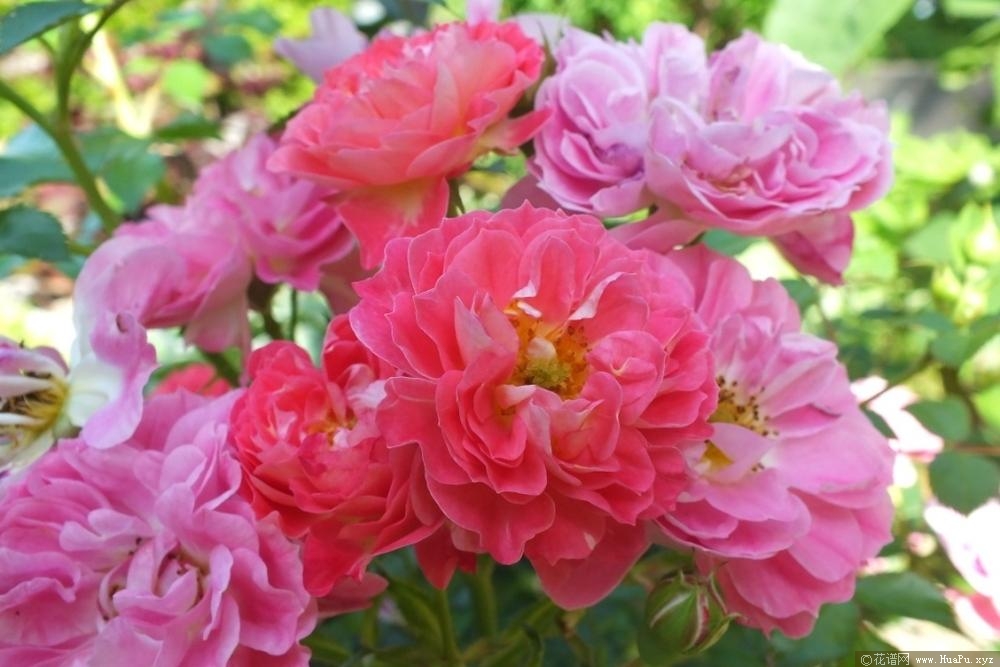 夏蒙