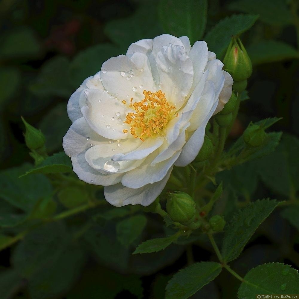 天真无邪