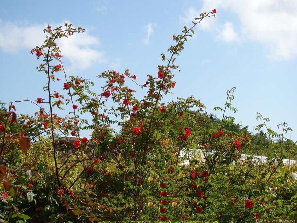 天竺葵Geranium