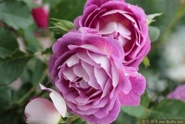 奥菲欧