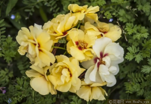 妆容柠檬水