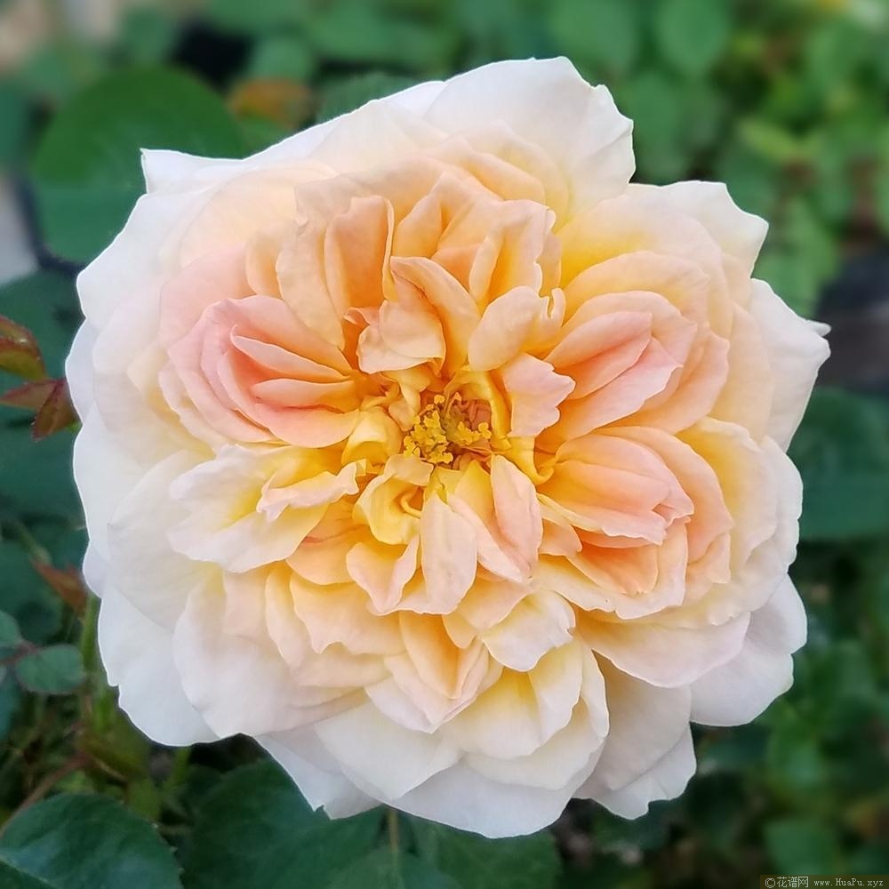 妮芙蒂蒂女王