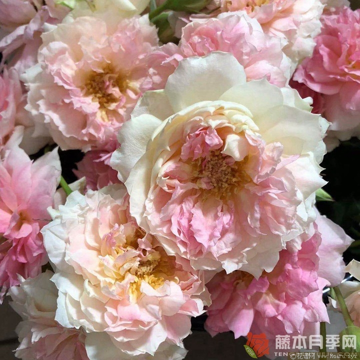 娜乌西卡