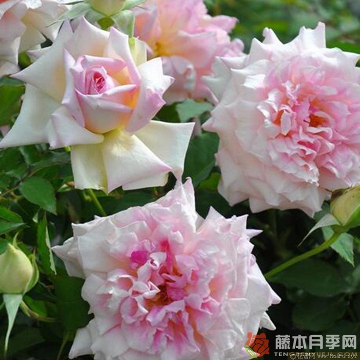 娜乌西卡