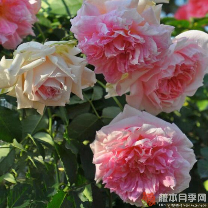 娜乌西卡