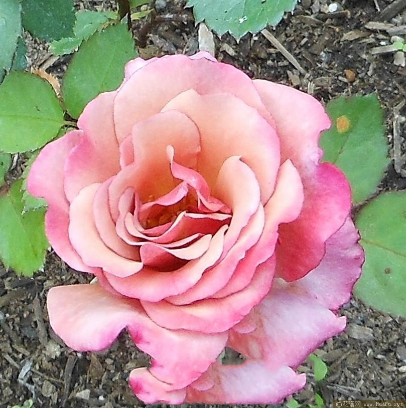 孟菲斯·凯金
