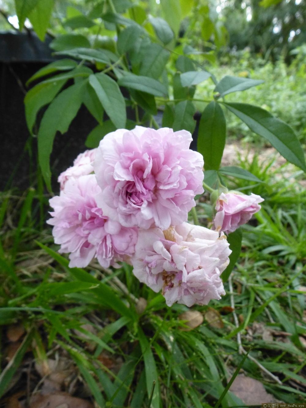 安妮·劳丽·麦克道尔 Annie Laurie McDowell