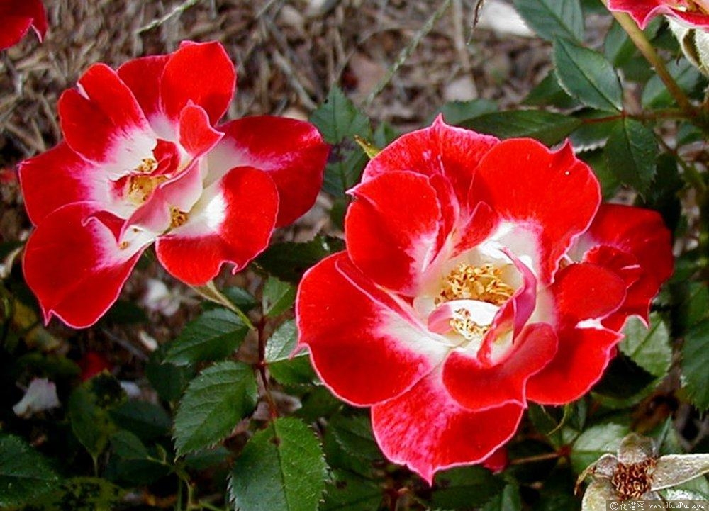 小艺术家
