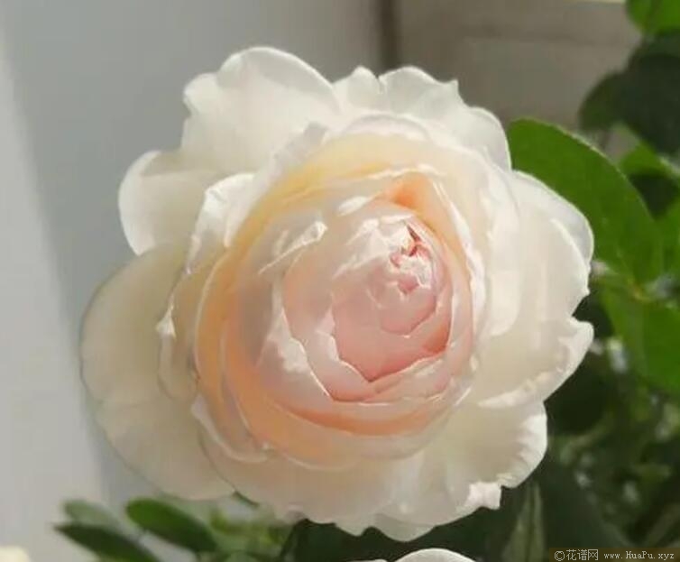 尘世天使