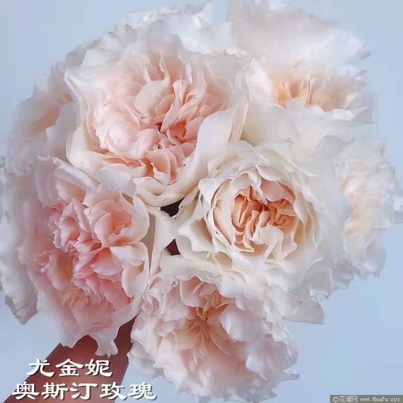 尤金妮Eugenie