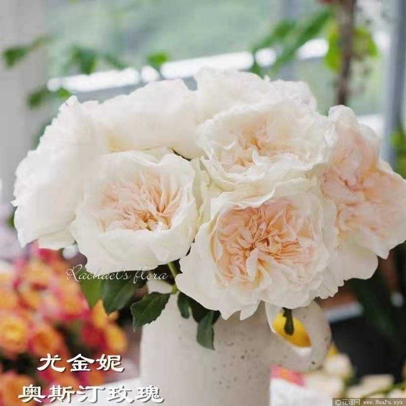 尤金妮Eugenie