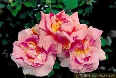 山姆·休斯顿玫瑰