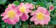 巴斯耶的蓝莓