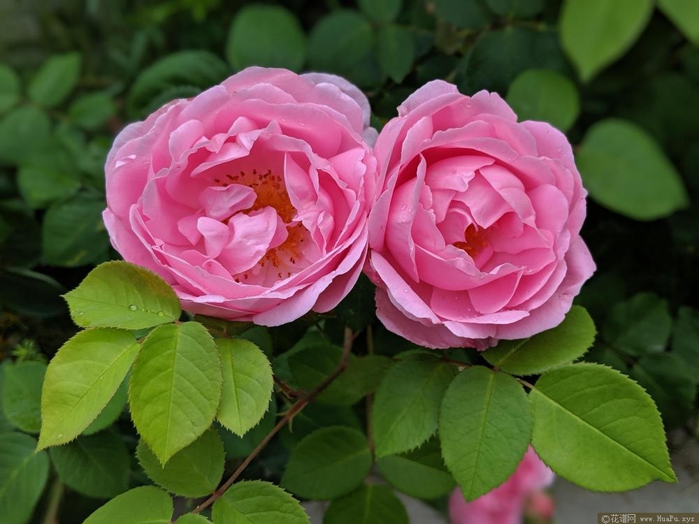 康斯坦斯普赖Constance Spry月季资料、优缺点和种植经验 – 花圃网